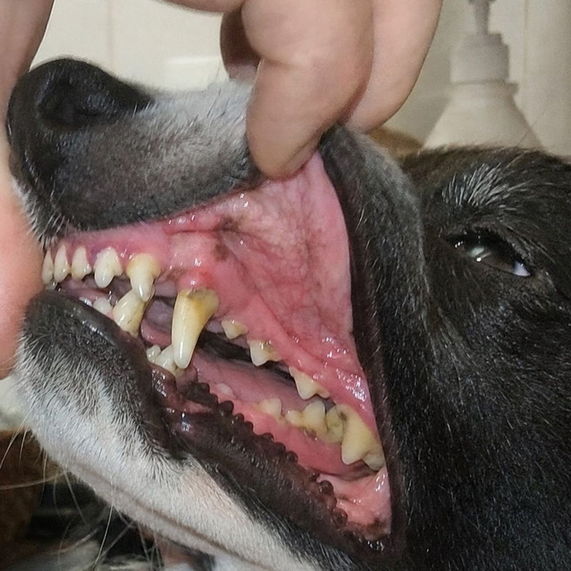 Gum Disease & Foul Odour