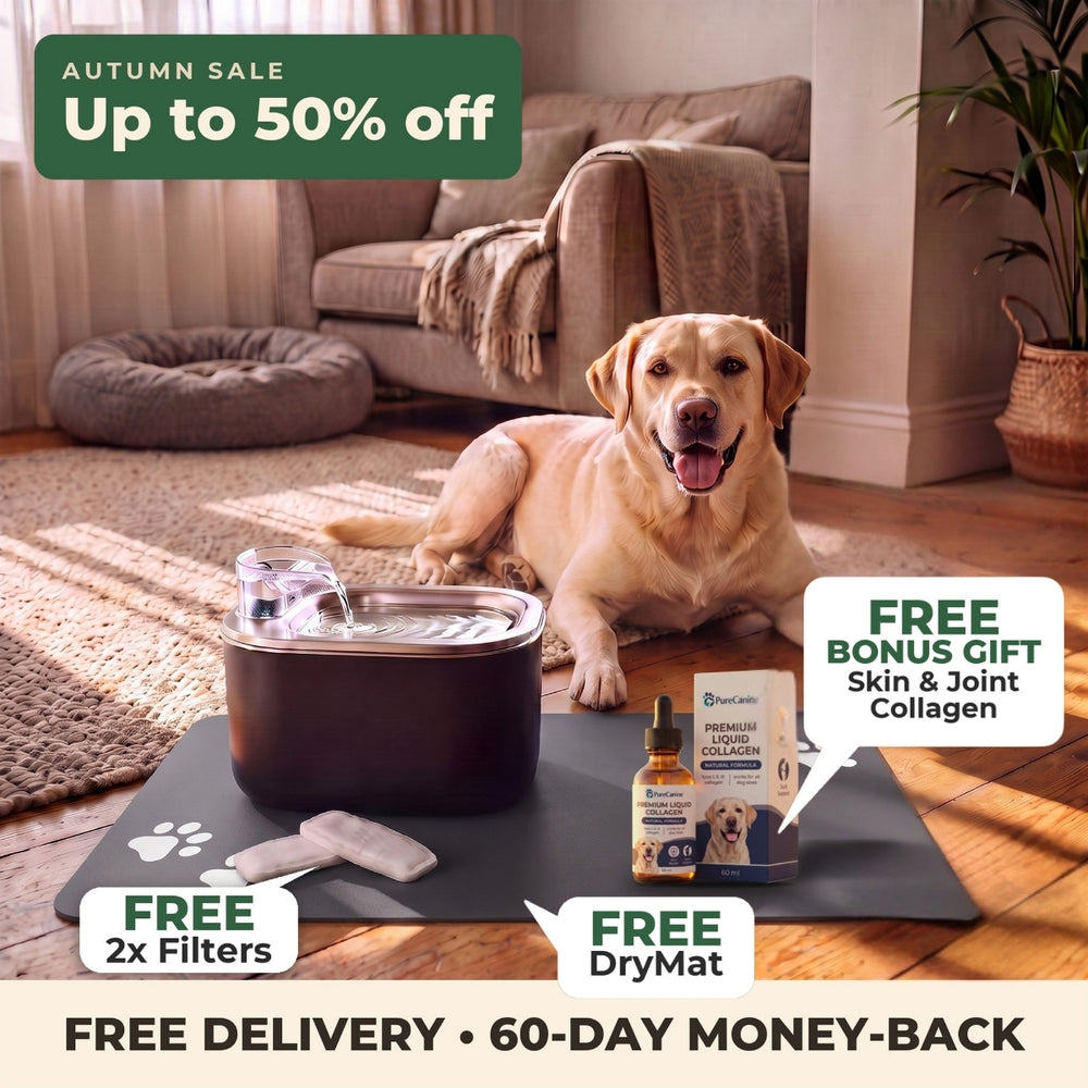 PureFlow fountain with 2 filters, an Ultra-Absorbent DryMat and a dog bandana