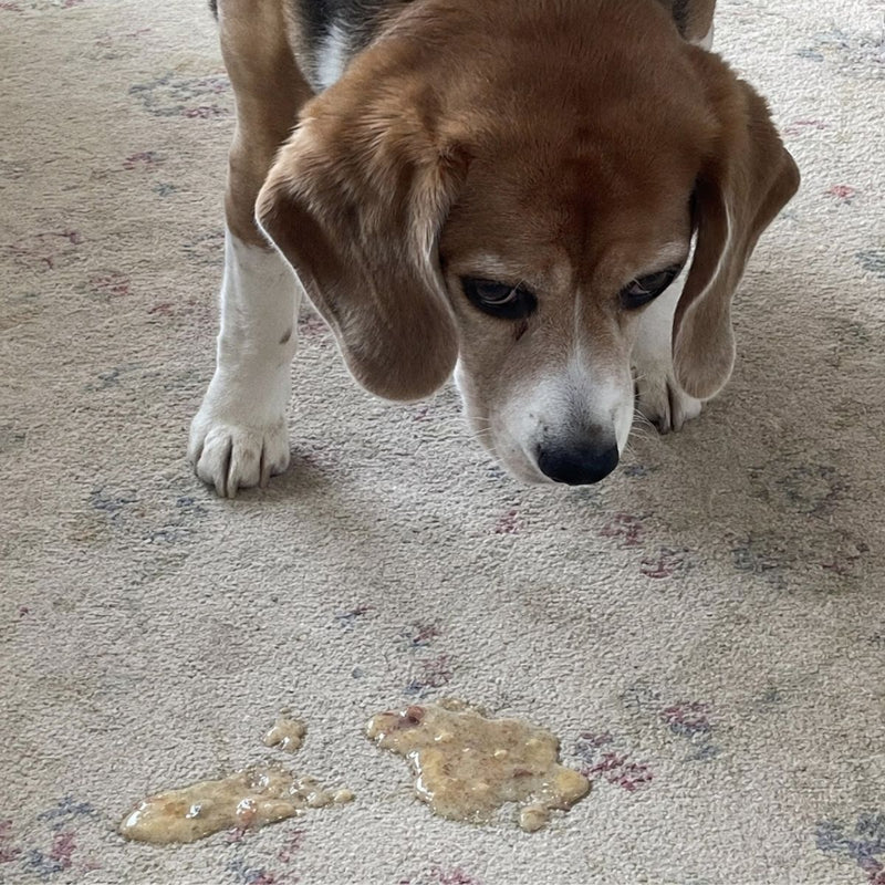 Digestive Upset & Vomiting