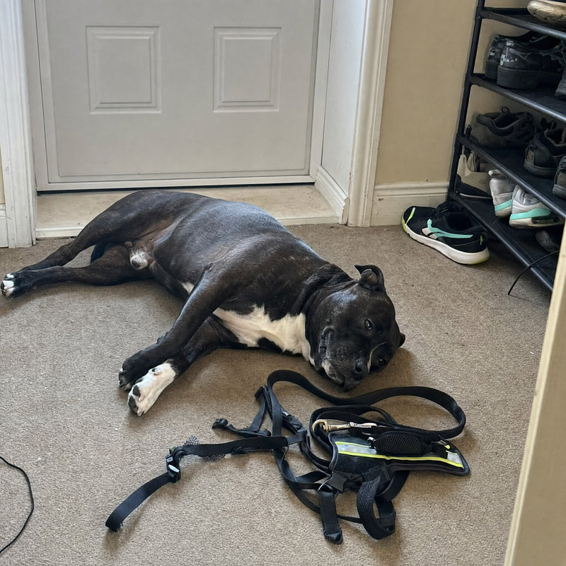 Chronic Fatigue & Lethargy