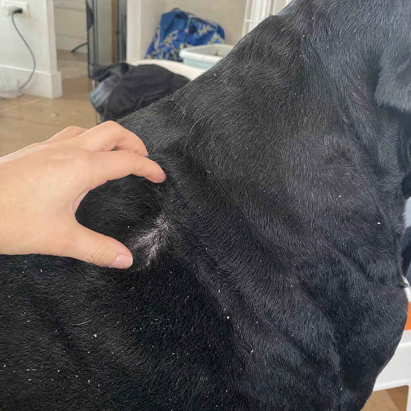 Excessive Shedding & Dull Coat